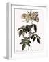 Musk Rose-Pierre Joseph Redoute-Framed Giclee Print