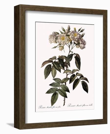 Musk Rose-Pierre Joseph Redoute-Framed Giclee Print