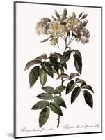 Musk Rose-Pierre Joseph Redoute-Mounted Giclee Print