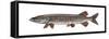 Muskellunge (Esox Masquinongy), Fishes-Encyclopaedia Britannica-Framed Stretched Canvas