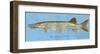 Muskellunge-John Golden-Framed Art Print