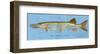 Muskellunge-John W^ Golden-Framed Art Print