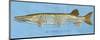 Muskellunge-John W^ Golden-Mounted Art Print