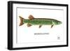 Muskellunge-Mark Frost-Framed Giclee Print
