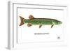 Muskellunge-Mark Frost-Framed Giclee Print