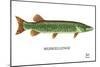 Muskellunge-Mark Frost-Mounted Giclee Print