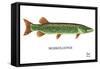 Muskellunge-Mark Frost-Framed Stretched Canvas