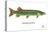 Muskellunge-Mark Frost-Stretched Canvas