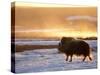 Muskox Bull Silhouetted at Sunset, North Slope of the Brooks Range, Alaska, USA-Steve Kazlowski-Stretched Canvas