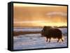 Muskox Bull Silhouetted at Sunset, North Slope of the Brooks Range, Alaska, USA-Steve Kazlowski-Framed Stretched Canvas