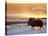 Muskox Bull Silhouetted at Sunset, North Slope of the Brooks Range, Alaska, USA-Steve Kazlowski-Stretched Canvas