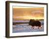 Muskox Bull Silhouetted at Sunset, North Slope of the Brooks Range, Alaska, USA-Steve Kazlowski-Framed Photographic Print