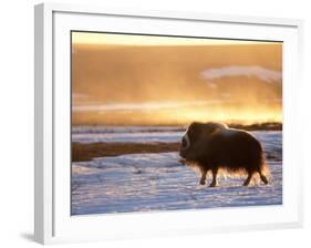 Muskox Bull Silhouetted at Sunset, North Slope of the Brooks Range, Alaska, USA-Steve Kazlowski-Framed Photographic Print