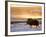 Muskox Bull Silhouetted at Sunset, North Slope of the Brooks Range, Alaska, USA-Steve Kazlowski-Framed Photographic Print