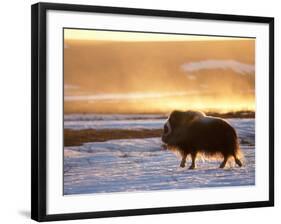 Muskox Bull Silhouetted at Sunset, North Slope of the Brooks Range, Alaska, USA-Steve Kazlowski-Framed Photographic Print