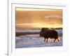 Muskox Bull Silhouetted at Sunset, North Slope of the Brooks Range, Alaska, USA-Steve Kazlowski-Framed Photographic Print