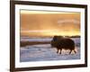 Muskox Bull Silhouetted at Sunset, North Slope of the Brooks Range, Alaska, USA-Steve Kazlowski-Framed Photographic Print