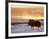 Muskox Bull Silhouetted at Sunset, North Slope of the Brooks Range, Alaska, USA-Steve Kazlowski-Framed Photographic Print