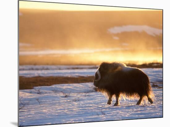 Muskox Bull Silhouetted at Sunset, North Slope of the Brooks Range, Alaska, USA-Steve Kazlowski-Mounted Photographic Print