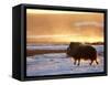 Muskox Bull Silhouetted at Sunset, North Slope of the Brooks Range, Alaska, USA-Steve Kazlowski-Framed Stretched Canvas