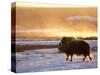 Muskox Bull Silhouetted at Sunset, North Slope of the Brooks Range, Alaska, USA-Steve Kazlowski-Stretched Canvas