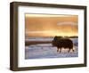 Muskox Bull Silhouetted at Sunset, North Slope of the Brooks Range, Alaska, USA-Steve Kazlowski-Framed Photographic Print