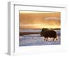 Muskox Bull Silhouetted at Sunset, North Slope of the Brooks Range, Alaska, USA-Steve Kazlowski-Framed Photographic Print