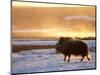 Muskox Bull Silhouetted at Sunset, North Slope of the Brooks Range, Alaska, USA-Steve Kazlowski-Mounted Photographic Print