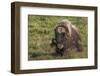 Muskox, dominating male-Ken Archer-Framed Photographic Print