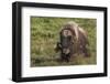 Muskox, dominating male-Ken Archer-Framed Photographic Print