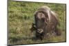 Muskox, dominating male-Ken Archer-Mounted Photographic Print