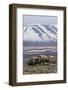 Muskox herd, Arctic habitat-Ken Archer-Framed Photographic Print