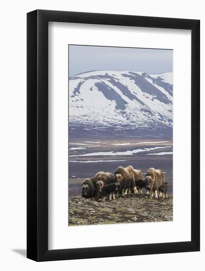 Muskox herd, Arctic habitat-Ken Archer-Framed Photographic Print