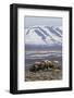 Muskox herd, Arctic habitat-Ken Archer-Framed Photographic Print