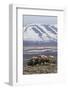 Muskox herd, Arctic habitat-Ken Archer-Framed Photographic Print