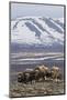 Muskox herd, Arctic habitat-Ken Archer-Mounted Photographic Print