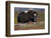 Muskox, male portrait, Dovrefjell National Park, Norway-Staffan Widstrand-Framed Photographic Print