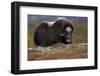 Muskox, male portrait, Dovrefjell National Park, Norway-Staffan Widstrand-Framed Photographic Print