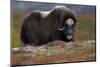 Muskox, male portrait, Dovrefjell National Park, Norway-Staffan Widstrand-Mounted Photographic Print