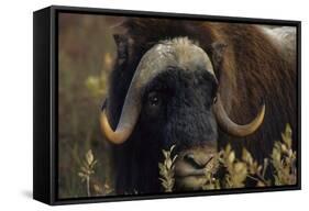 Muskox (Ovibos Moschatus) Feeding on Willows. North Slope, Alaska. September-Gerrit Vyn-Framed Stretched Canvas