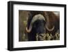 Muskox (Ovibos Moschatus) Feeding on Willows. North Slope, Alaska. September-Gerrit Vyn-Framed Photographic Print