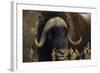 Muskox (Ovibos Moschatus) Feeding on Willows. North Slope, Alaska. September-Gerrit Vyn-Framed Photographic Print