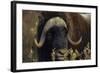 Muskox (Ovibos Moschatus) Feeding on Willows. North Slope, Alaska. September-Gerrit Vyn-Framed Photographic Print