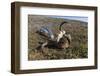 Muskox (Ovibos Moschatus) Skull and Vertebrae-Michael Nolan-Framed Photographic Print