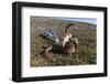 Muskox (Ovibos Moschatus) Skull and Vertebrae-Michael Nolan-Framed Photographic Print