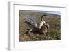 Muskox (Ovibos Moschatus) Skull and Vertebrae-Michael Nolan-Framed Photographic Print