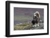 Muskox with newborn calf-Ken Archer-Framed Photographic Print