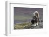 Muskox with newborn calf-Ken Archer-Framed Photographic Print