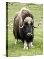 Muskox-Bob Gibbons-Stretched Canvas