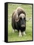 Muskox-Bob Gibbons-Framed Stretched Canvas